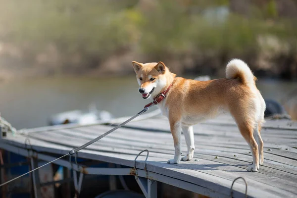Young red dog shiba inu in a red collar is standing on a wooden pier on the background of the river. — Stock Photo, Image