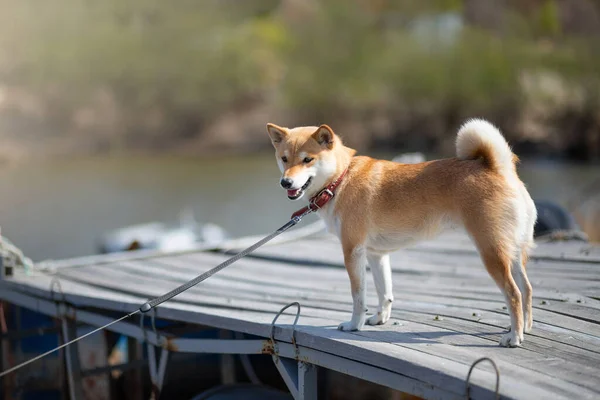 Mladý červený pes shiba inu v červeném obojku stojí na dřevěném molu na pozadí řeky. — Stock fotografie