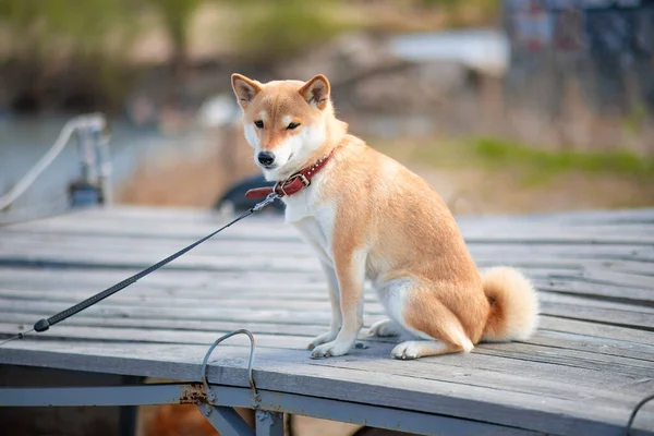 Adorable red Shiba Inu dog in a red collar sitting on a wooden river pier on a summer day. — Stock Photo, Image