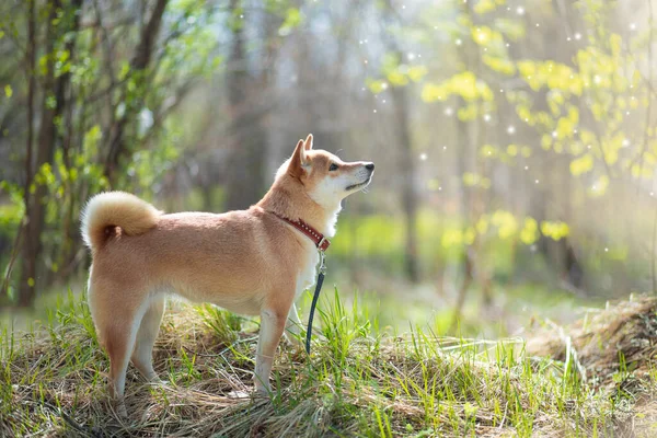 Rozkošný červený pes Shiba Inu pes stojí v lese za slunečného letního dne — Stock fotografie