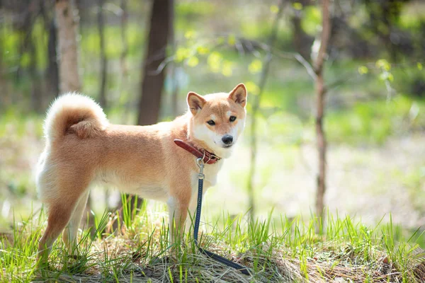 Rozkošný červený pes Shiba Inu pes stojí v lese za slunečného letního dne — Stock fotografie