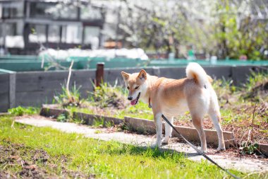 Sevimli kırmızı köpek Shiba Inu köpeği güneşli bir yaz gününde bahçede duruyor.