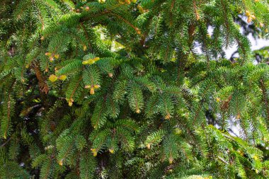 Bir ağacın dallarında taze kozalaklı ağaçlar filizlenir. Bahar güneşinin ışınlarında taze yeşiller.