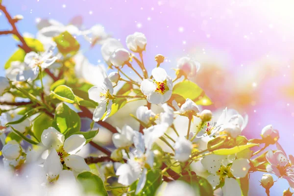 A branch of a blooming apple tree in the park on a sunny spring day on blue sky background. Bokeh, selective soft focus, blurred effect. — Stock Photo, Image