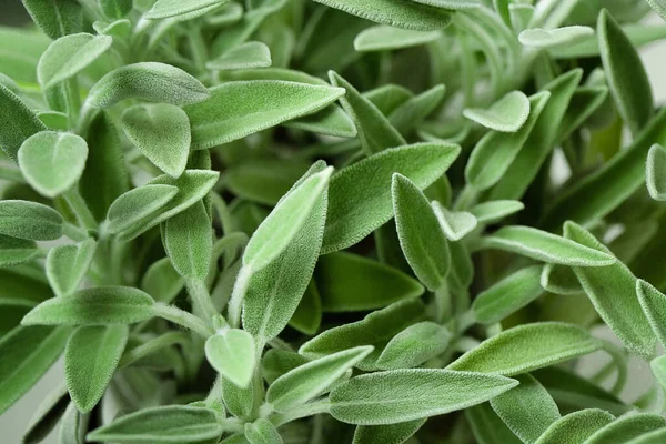 Grön salvia, salvia lämnar abstrakt bakgrund, fräscha tonade blad. Makro. Ovanifrån, platt ligg. — Stockfoto