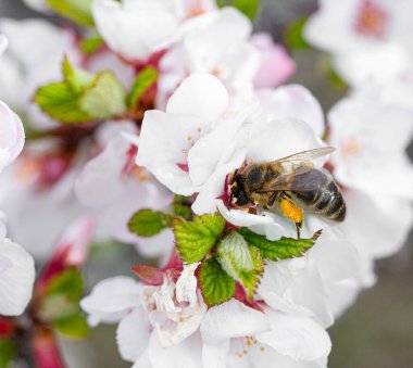Güneşli bir bahar gününde parkta kiraz çiçekli bir arı. Seçici yumuşak odak