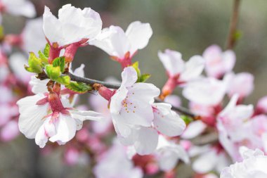 Güneşli bir bahar gününde parkta kiraz çiçeği dalı. Bokeh, seçici yumuşak odak, bulanık efekt.