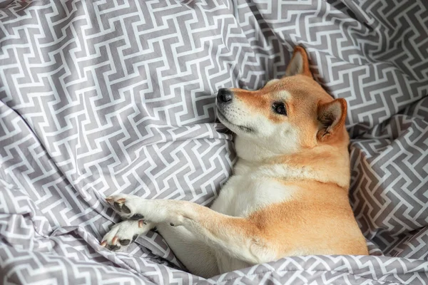 Φλάφι νεαρό κόκκινο σκυλί Shiba inu βρίσκεται στο κρεβάτι των ιδιοκτητών καλύπτονται με μια κουβέρτα — Φωτογραφία Αρχείου