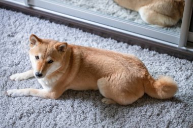 Tüylü, genç, kırmızı bir köpek Shiba Inu gri bir halıya uzanıyor ve kameraya bakıyor.
