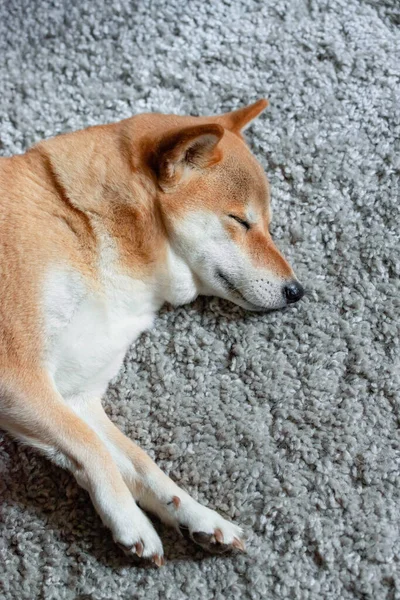 Ein flauschiger junger roter Hund Shiba inu schläft auf einem grauen Teppich — Stockfoto