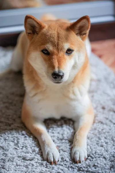 Egy bolyhos, fiatal vörös kutya, Shiba inu fekszik egy szürke szőnyegen, és a kamerába néz. — Stock Fotó