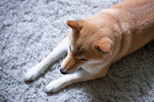 Egy bolyhos, fiatal vörös kutya, Shiba inu egy szürke szőnyegen fekszik. — Stock Fotó