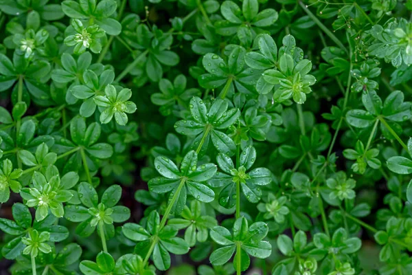 Gröna blad av en skogsväxt struktur. Gröna blad naturlig bakgrund. Närbild natur syn på gröna blad. Platt läggning, mörk natur koncept — Stockfoto