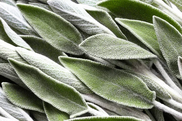 Salvia lämnar abstrakt bakgrund, färska naturliga färgblad. Grön salvia. Läkemedelsört, alternativ medicin. Selektivt fokus. Makro. Platt äggläggning. — Stockfoto