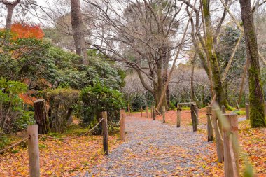 Japonya 'nın sonbaharda Kyoto' nun kuzeybatısında yer alan bir Zen tapınağı olan Ryoanji Tapınağı manzarası
