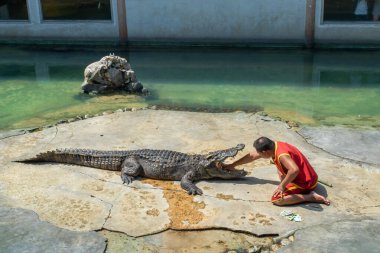 SAMUTPRAKARN, THAILAND - 29 Ocak 2017 Timsah gösterisi Timsah kafasını Timsah Hayvanat Bahçesi 'nde timsahın ağzına soktu