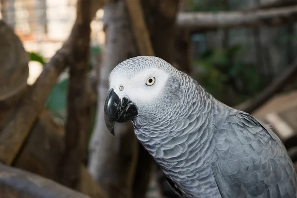 Kongo Gri Papağanı Olarak Gri Papağan Kongo Gri Papağanı Psittacidae — Stok fotoğraf