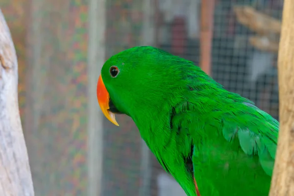 Fond Perroquet Vert Comme Animal Compagnie Oiseau Amour Dans Cas — Photo