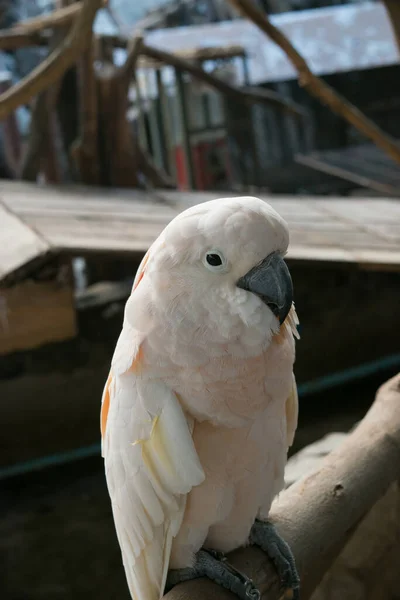 Loro Blanco Rama Madera — Foto de Stock