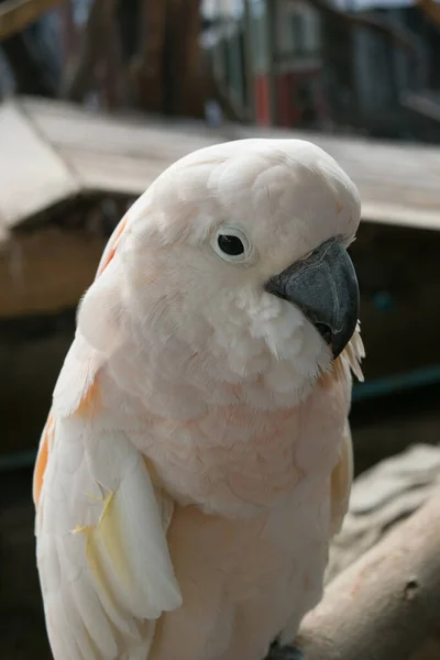 Biała Papuga Gałęzi Drewnianej — Zdjęcie stockowe