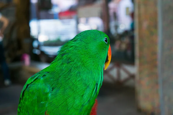 Fond Perroquet Vert Comme Animal Compagnie Oiseau Amour Dans Cas — Photo