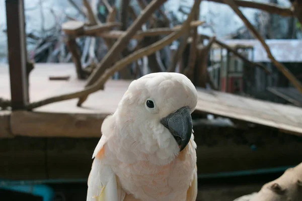 Bílý Papoušek Dřevěné Větvi — Stock fotografie