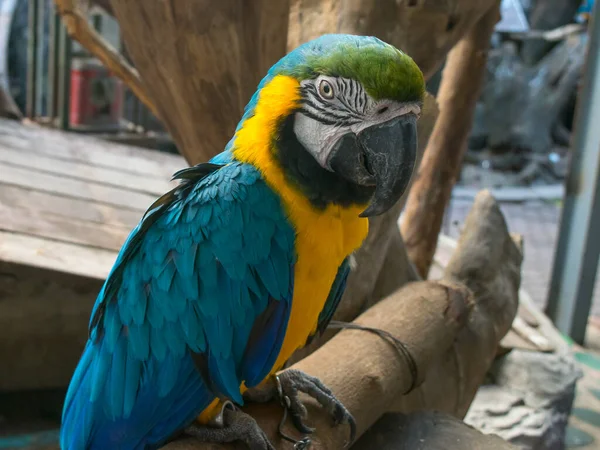 Perroquet Aras Coloré Avec Des Plumes Oiseau Aras Fermer Cas — Photo