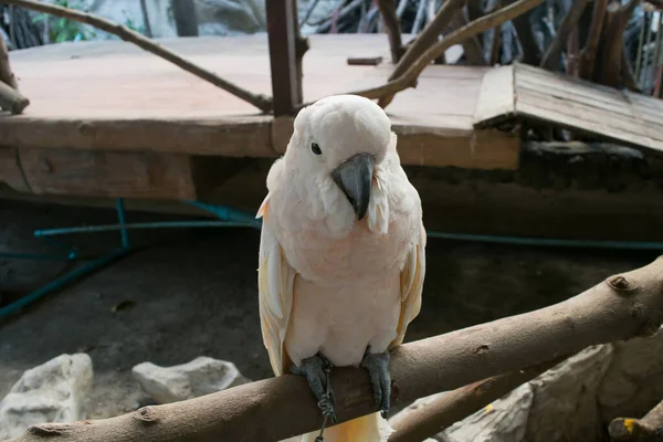 Biała Papuga Gałęzi Drewnianej — Zdjęcie stockowe