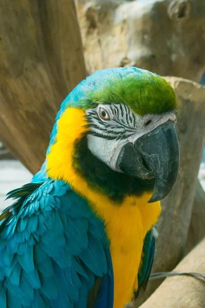 Perroquet Aras Coloré Avec Des Plumes Oiseau Aras Fermer Cas — Photo