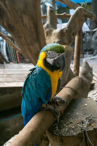 Renkli Papağan Tüylü Papağan Çiftlik Hayvanat Bahçesine Yaklaşan Papağan Kuşu — Stok fotoğraf