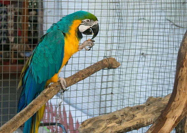 Perroquet Aras Coloré Avec Des Plumes Oiseau Aras Fermer Cas — Photo