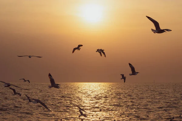 Background Sunset Flying Seagull Bangpu Recreation Center Gulf Thailand — Stock Photo, Image