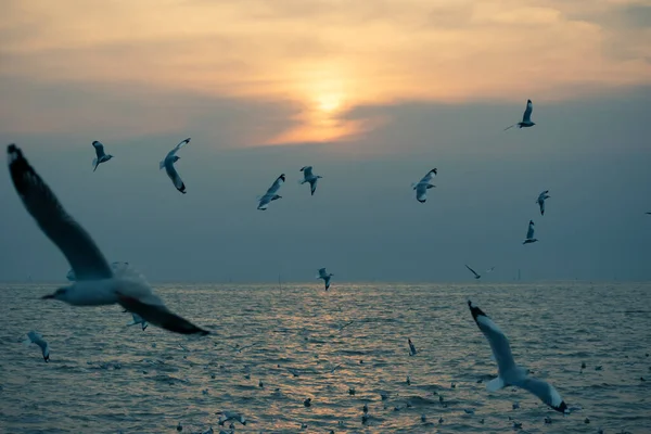 Bangpu Rekreasyon Merkezi, Tayland Körfezi 'ndeki martıların arka planı