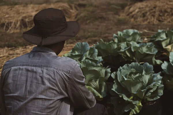 Young Man Backside His Organic Vegetable Farm Agriculture While Looking — Stock Photo, Image