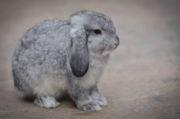 Pet Rabbit Standing Suburban Town Yard Gray Rabbit Town House — Stock Photo, Image