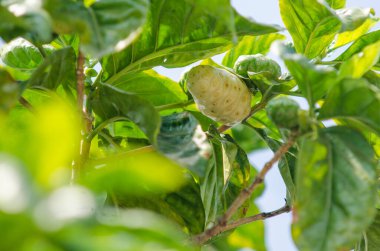 Ağaçta noni meyvesi.