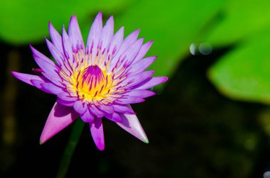 Purple lotus bloom beautifully in the water.