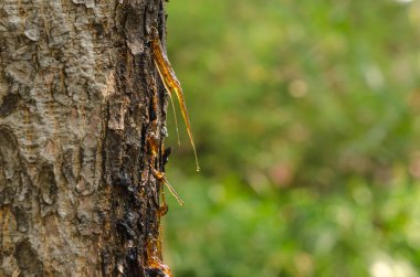 Ormanlı bir Bokeh 'in arka planındaki kabukta bir damla reçine.