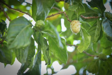 Noni ağaçta taze, Noni meyveli bitkisel ilaçlar, Taze noni ağaçta