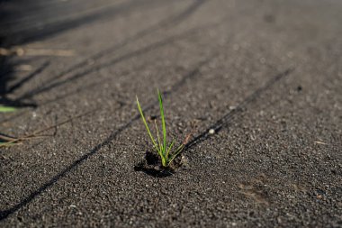 Betonun arasında yemyeşil filizlenir ve güneşe doğru uzar..