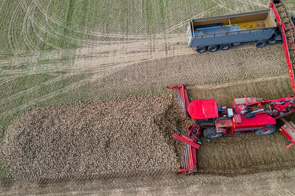 Maaidorser Verwijdert Suikerbiet Uit Het Veld Bovenaanzicht — Stockfoto