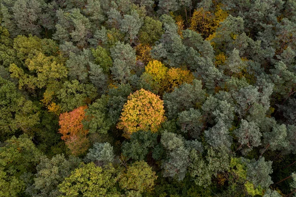 Pestrobarevný Podzimní Pohled Vrchol Lesa Trůnu — Stock fotografie