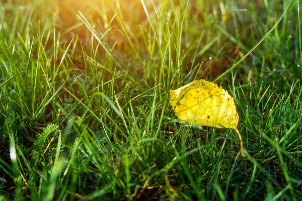 První Žlutý List Zelené Trávě Časný Podzim — Stock fotografie