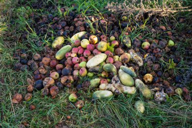 Çürümüş sebzeler ve meyveler. Bahçeyi temizliyorum. Onaylanmış ürünler.