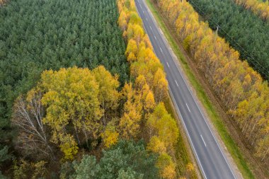 Sonbahar ormanı boyunca bir dronun üst görüntüsü.