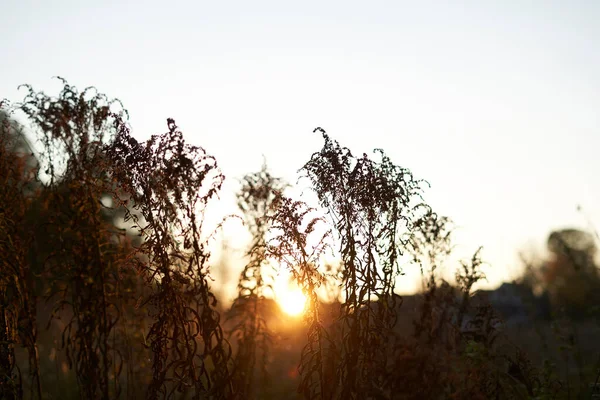 Krásný Podzimní Západ Slunce Pozadí Suché Trávy — Stock fotografie