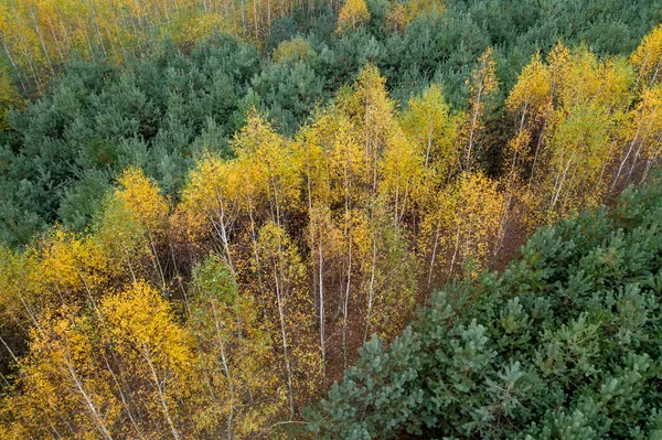 ドローンから見た秋の森の上の景色 — ストック写真