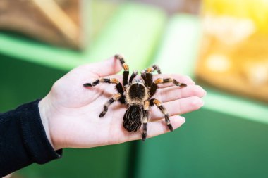 Bir adamın avucundaki büyük siyah bir örümcek. Örümcek tarantula tutan bir adam..