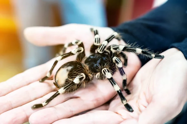 Bir adamın avucundaki büyük siyah bir örümcek. Örümcek tarantula tutan bir adam..