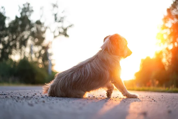 Eenzame Verlaten Hond Tegen Ondergaande Zon — Stockfoto